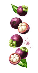 Flying Mangosteen fruits wit slices and leaves. Watercolor hand drawn illustration  isolated on white background