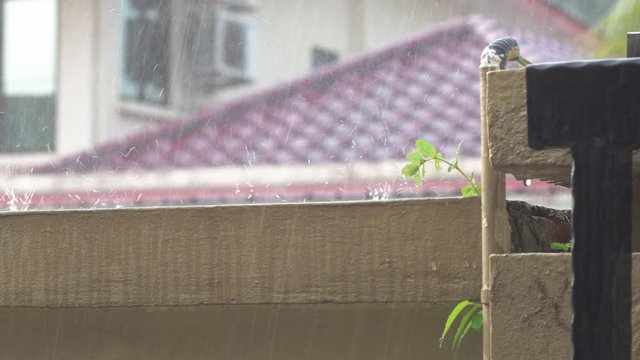 footage of Tropical rain drops falling.