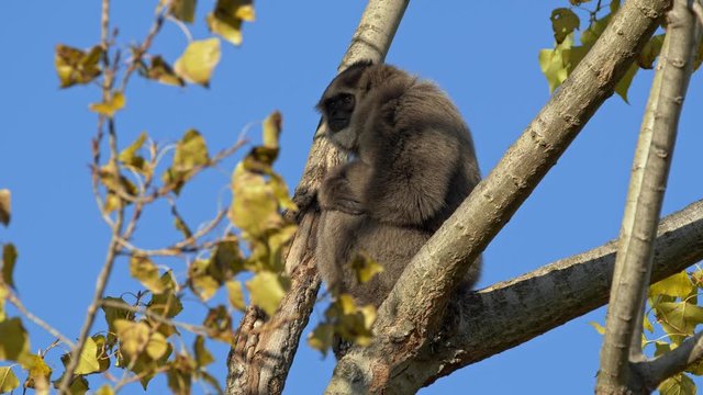 Silvery gibbon (Hylobates moloch) up in the tree