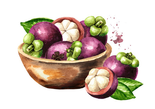 Bowl with fresh Mangosteen fruits, Watercolor hand drawn illustration isolated on white background