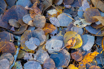 Autumn leaves on the forest floor