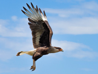 Carancho flying in Mar Chiquita, Buenos Aires, Argentina