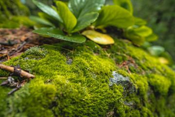 Wet stone in the forest covered with green moss. Bright wildlife colors for background