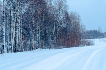 Trees on light white  background. Silhouette tree birch background. Winter landscape christmas design element. Birch trunk. cold season winter sky.