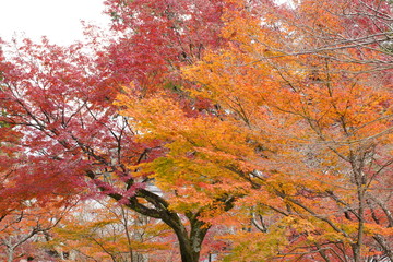 日本の古都　京都の秋の風景　南禅寺と永観堂