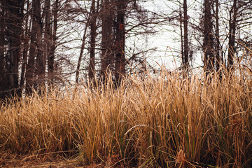 Tall Grass