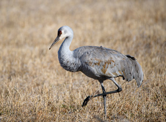 Obraz premium Sandhill crane walking in a meadow