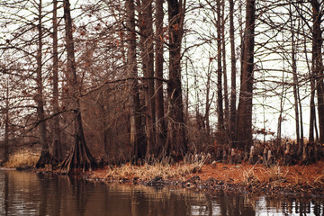 Arkansas Marsh