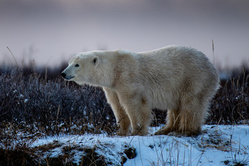Young female polar bear (Ursus maritimus) in willow scrub and snow on the shore of Hudson Bay,...