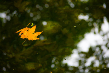 autumn leaves floating on water surface