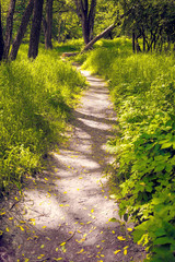 Fototapeta premium Trodden path in the forest on a sunny day