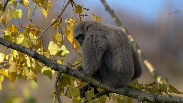 Silvery gibbon up in the tree