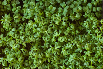 Fresh small microgreens in a pot on a light background.