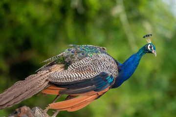 Obraz premium Peacock on Rock at Masinagudi Tamilnadu India