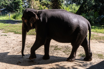 Fototapeta na wymiar A young Indian elephant walking in a park.