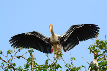 Painted Stork at Kokkarebellur Karnataka India
