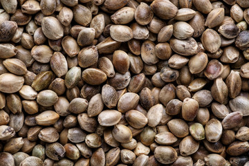  Many Cannabis seeds. Macro detail of marijuana seed. Organic Hemp seed. Hemp seeds background in macro.Medicinal cannabis with extract oil in a bottle