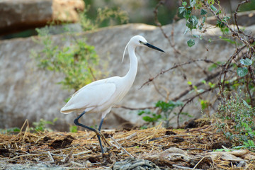 Little egret at Kokkarebellur Karnataka India