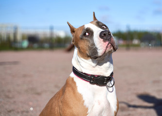 Close-up portrait of dogs muzzle. Walking pet in autumn. Horizontal shot of animal. Fighting breed dog-American Staffordshire Terrier with brown color. looks away at empty blank place advertisement