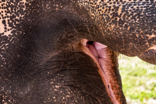 The Indian elephant opened his mouth. Close-up.