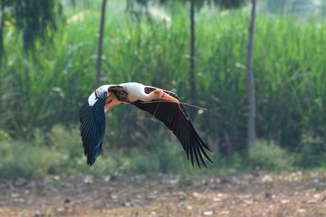 Painted Stork at Kokkarebellur Karnataka India