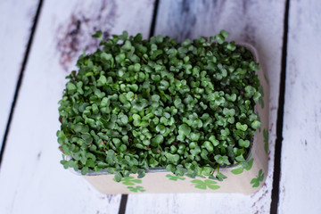 Fresh small microgreens in a pot on a light background.