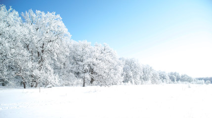 forest belt. winter fairy tale story. Narnia.