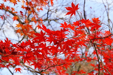 日本の古都　京都の秋の風景　南禅寺と永観堂