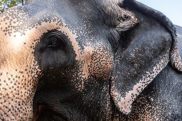 Indian elephant head close-up in the park.