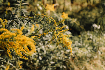 Arkansas Yellow Wildflower