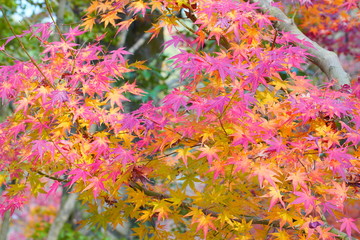 Fototapeta na wymiar 日本の古都　京都の秋の風景　南禅寺と永観堂
