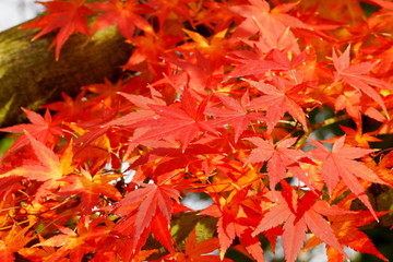 日本の古都　京都の秋の風景　南禅寺と永観堂