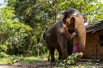 Fototapeta na wymiar Indian elephant eats tree branches in the park near the hut.