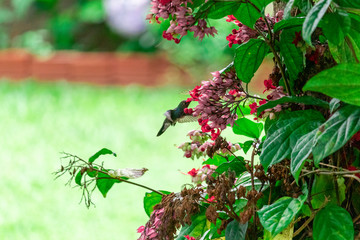 Beautiful hummingbird flying and picking nectar from a flower.