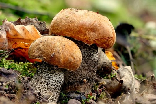 Redcap, Leccinum Versipelle On Corsica