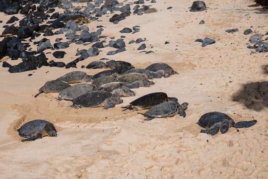 Green Sea Turtles Sun Bathing On The Beach In Maui