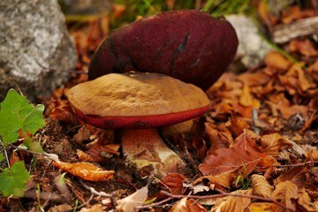 Mushroom Boletus luridiformis on Corsica