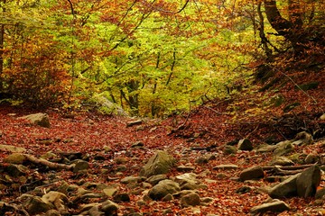 Autumn Forest on Corsica 