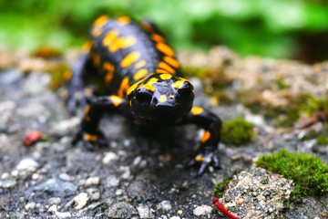 Fire Salamander (Salamandra corsica) Corsica