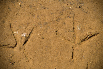 heron footprints on sand