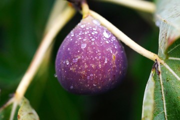 Fig (Ficus caria) Corsica