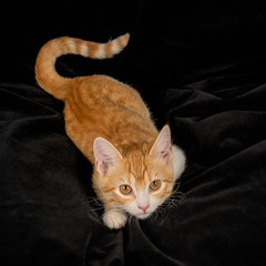 Lying Ginger Cat with Tail Cute Gazing on Black Fabric Background