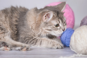 Obraz na płótnie Canvas Gray cat and wool ball.