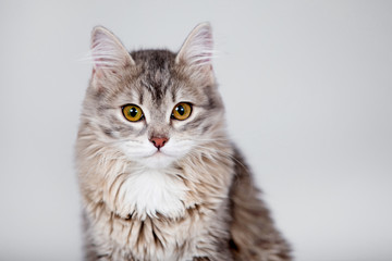 Obraz premium Gray fluffy cat.