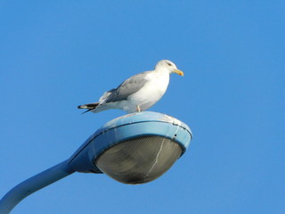 街灯に留まるセグロカモメ