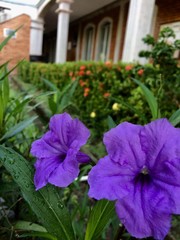 flowers in the garden