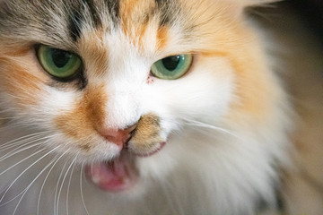 portrait of a long hair cat with green eyes