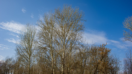 Silhouettes of deciduous trees on a background of blue sky with clouds on a sunny day.