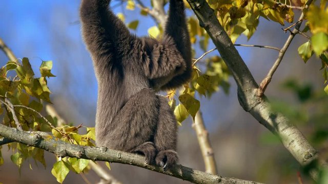 Silvery gibbon (Hylobates moloch) defecating in a tree