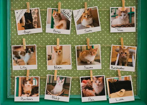 Cat adoption board with polaroid